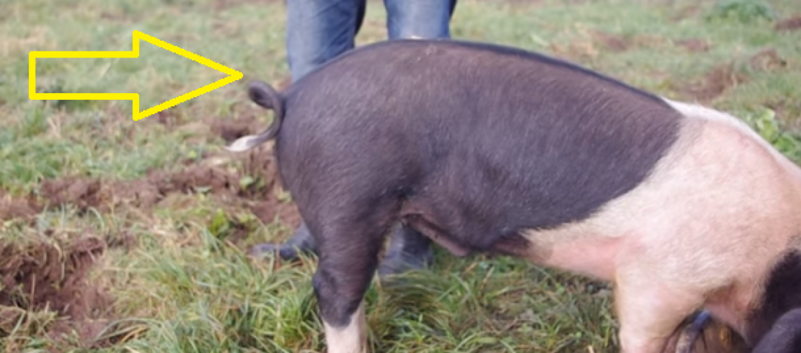 Niesamowicie przydatne – jak wyprostować świński ogonek